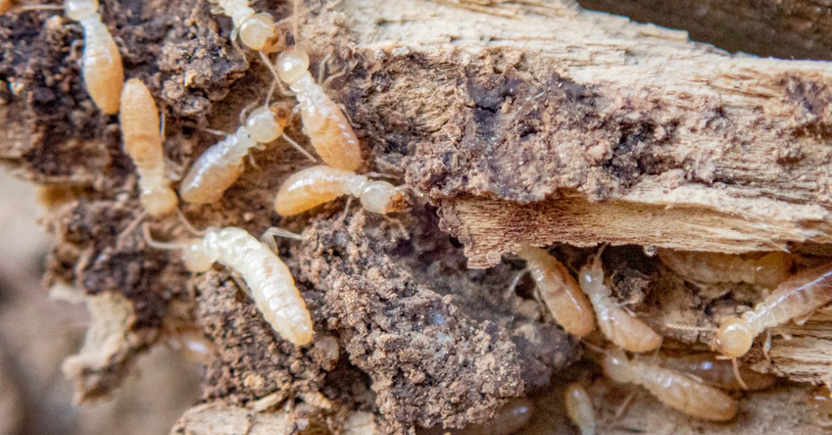 termite-infested wood