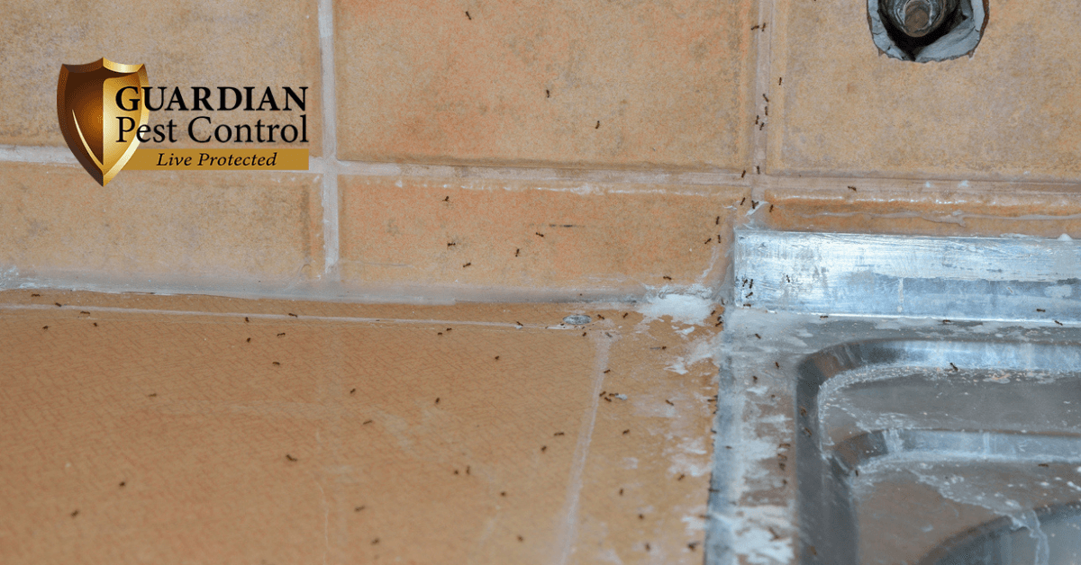 5 Ways To Prevent Ants From Taking Over Your Kitchen   Guardian Pest Control.6) 